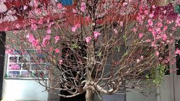 Trường Tiểu học Thủ Lệ chúc mừng năm mới 2021