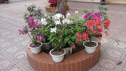 Hội thi " Tết Trồng cây "